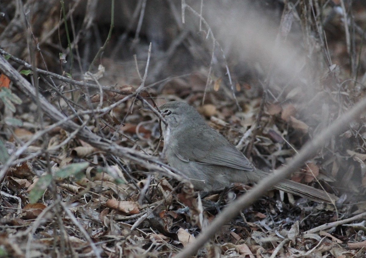 Subdesert Brush-Warbler - ML20330211