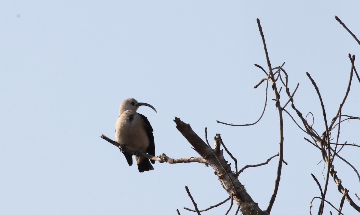 Sickle-billed Vanga - ML20330271