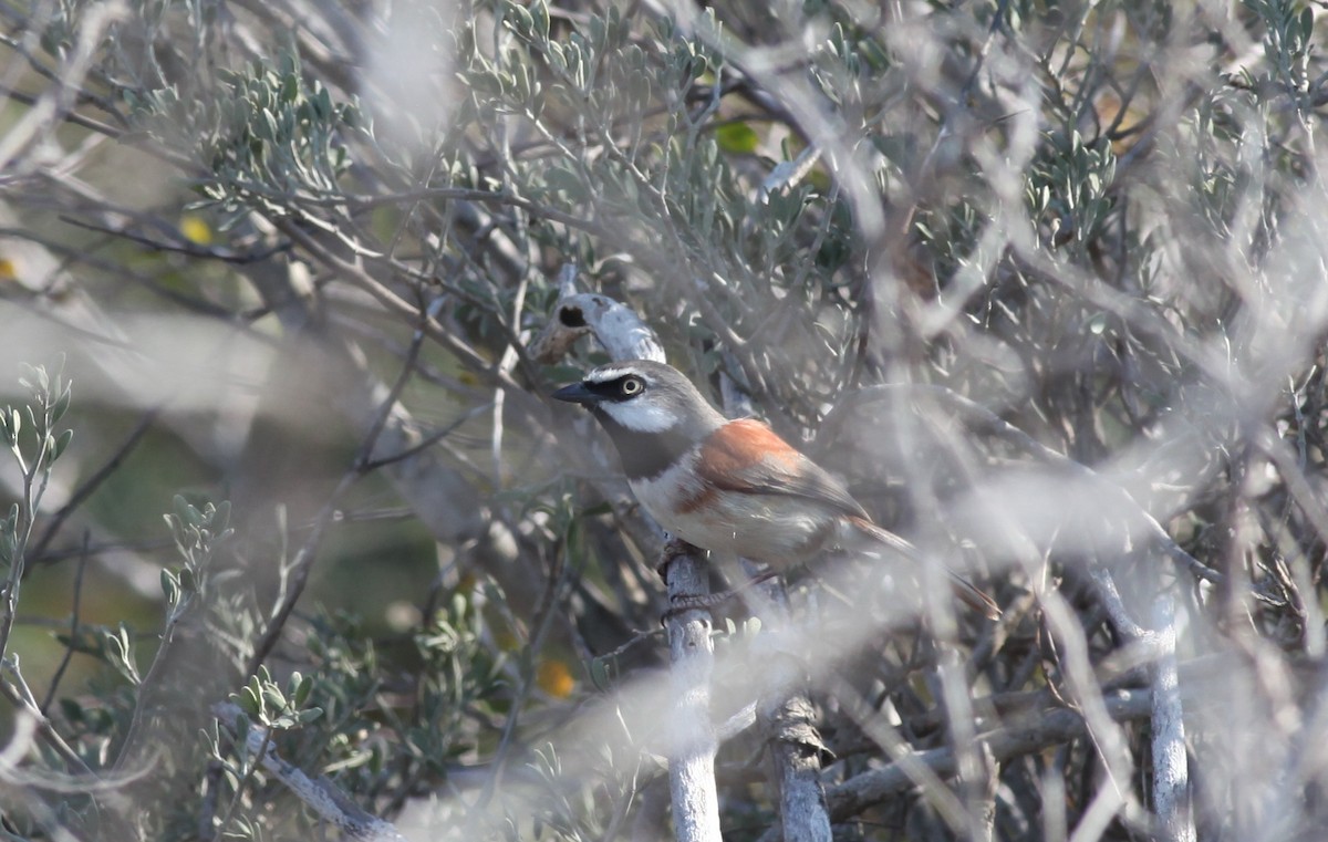 Red-tailed Vanga - ML20330281