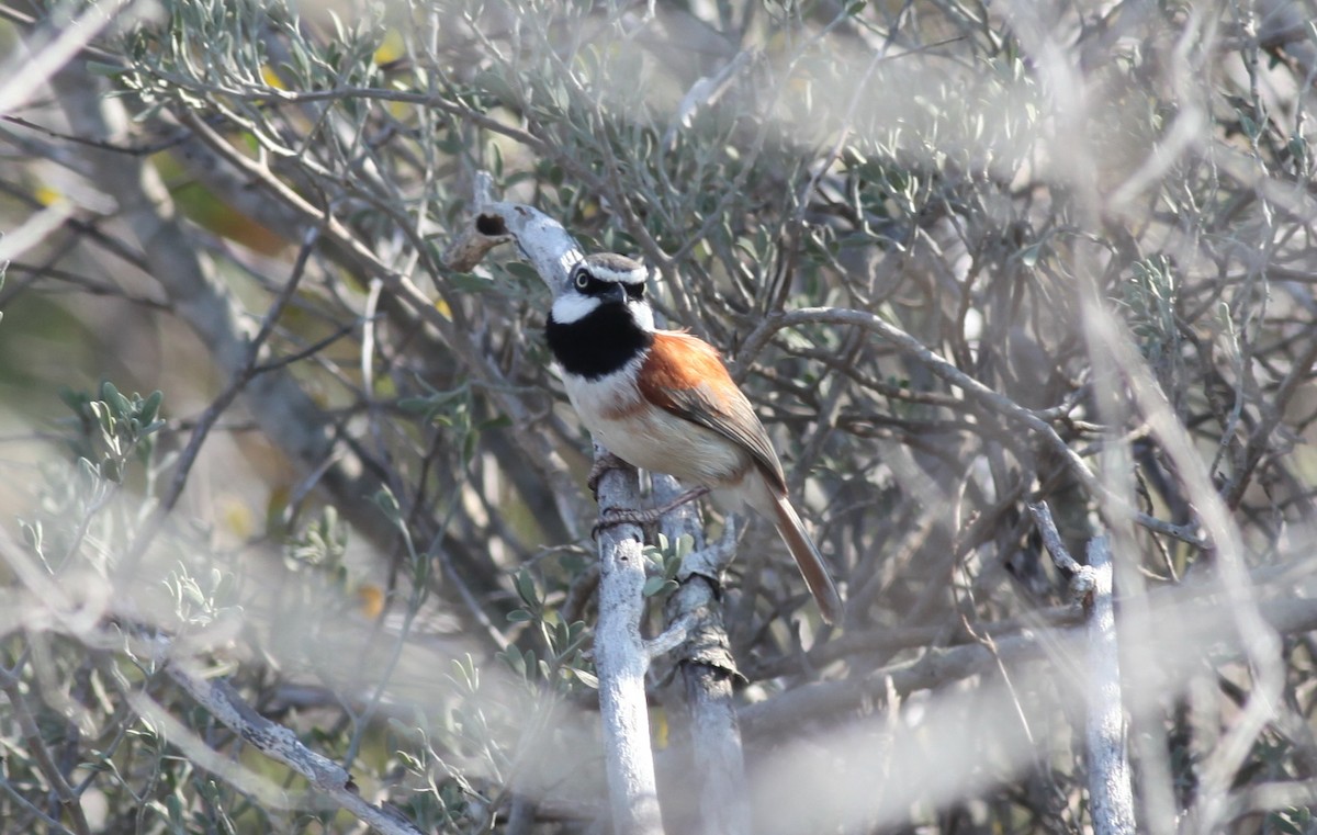 Red-tailed Vanga - ML20330291