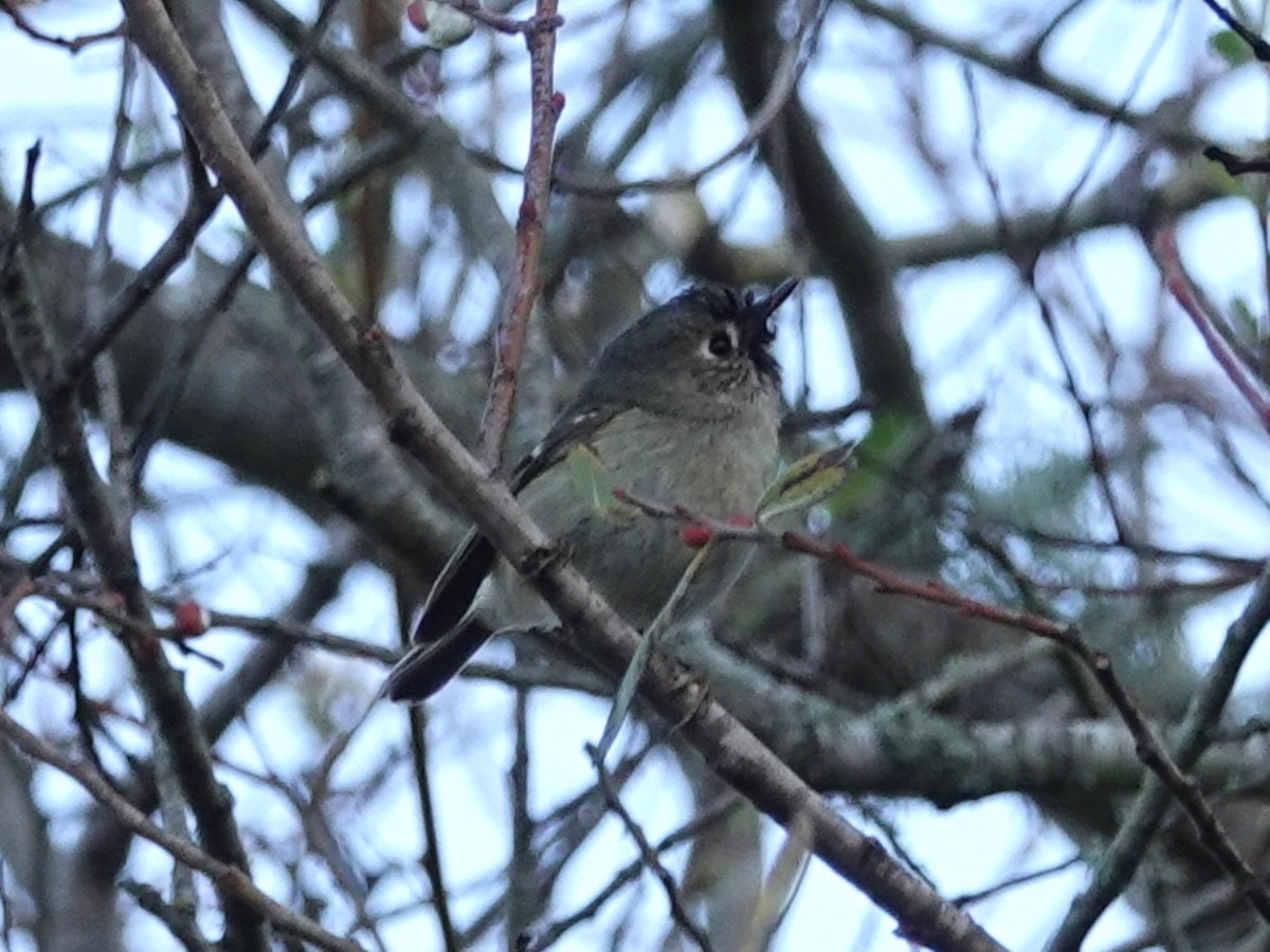 Ruby-crowned Kinglet - ML203302921