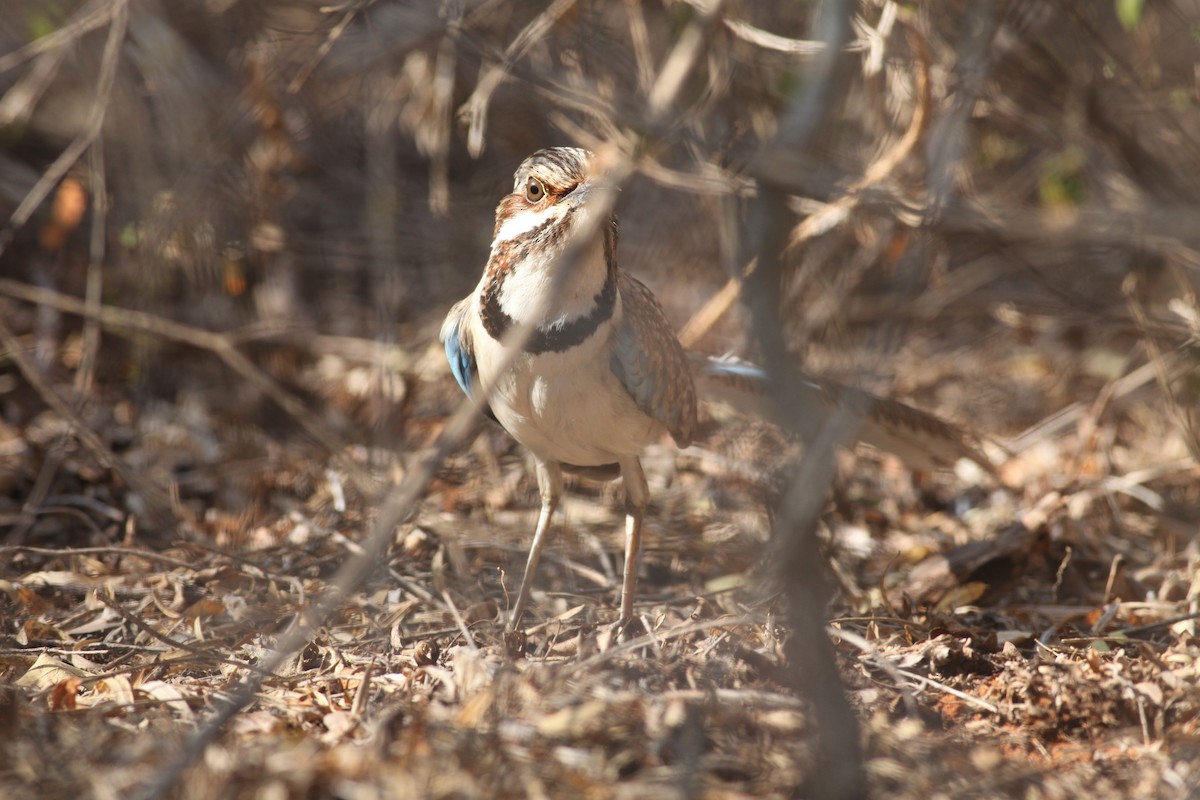 Long-tailed Ground-Roller - ML20330311