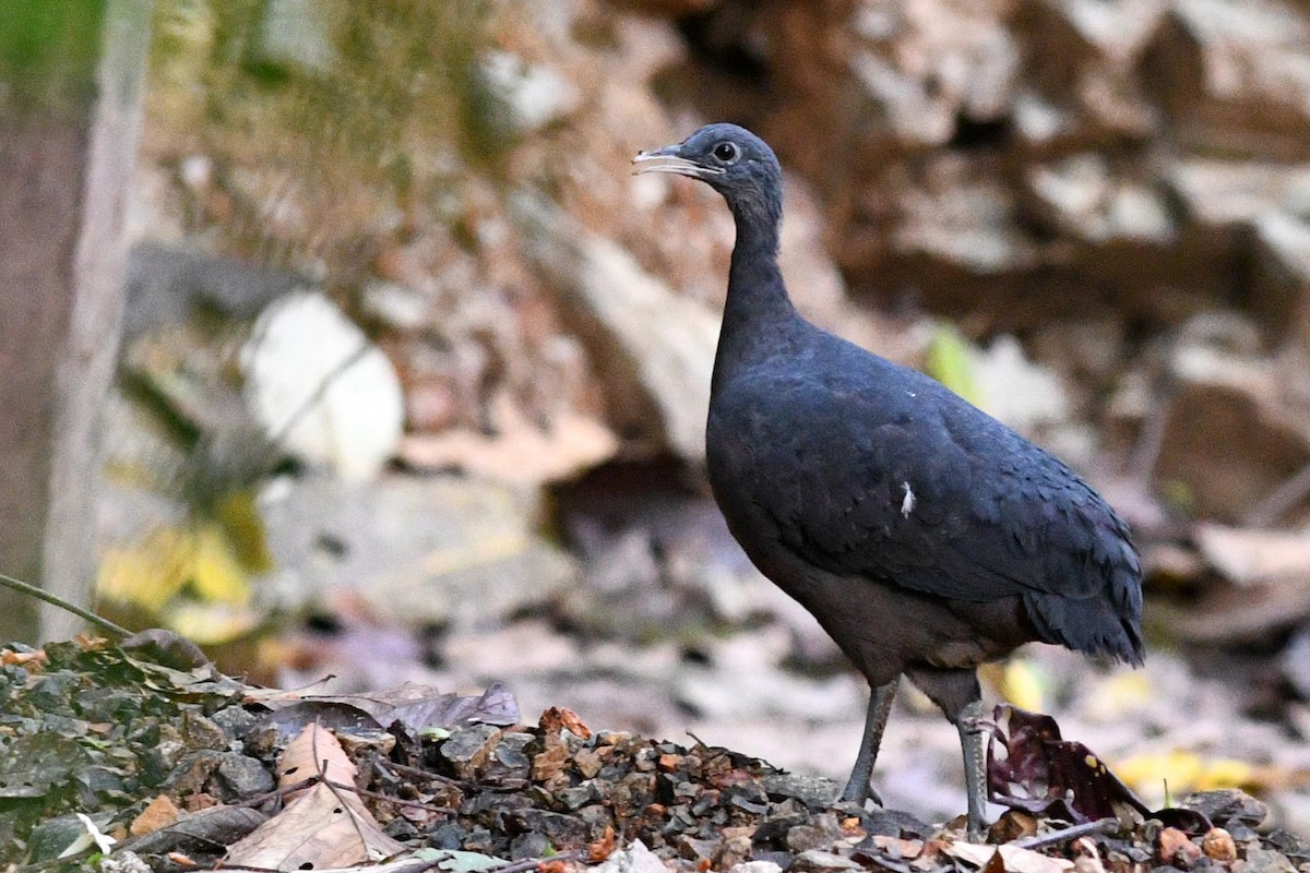 Black Tinamou - David M. Bell