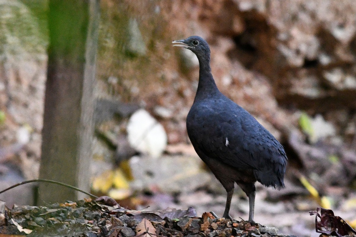 Black Tinamou - ML203303861