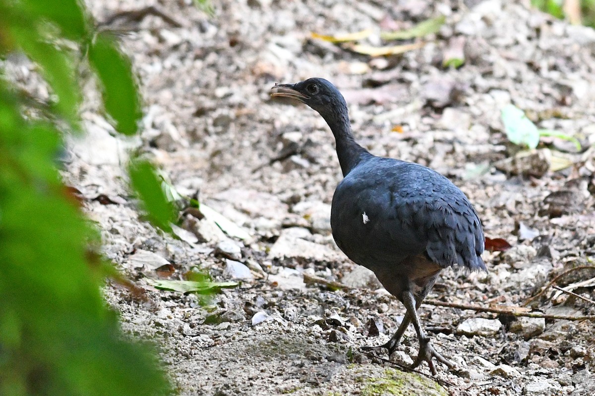 Black Tinamou - ML203303871