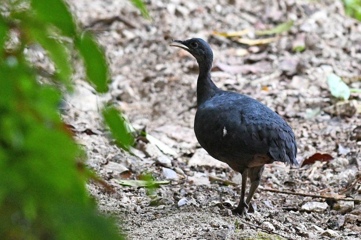 Black Tinamou - ML203303941