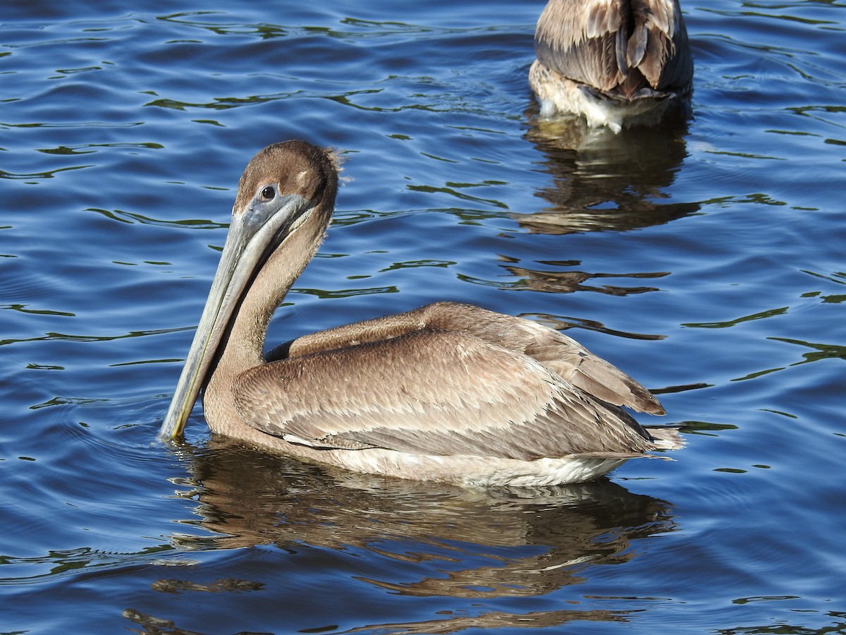 pelikán hnědý - ML203304051