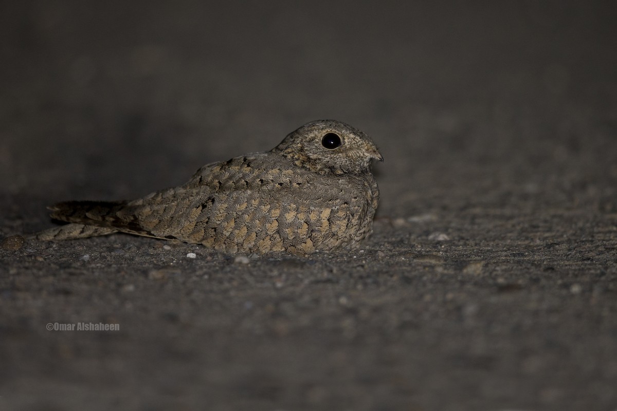 Egyptian Nightjar - Omar alshaheen