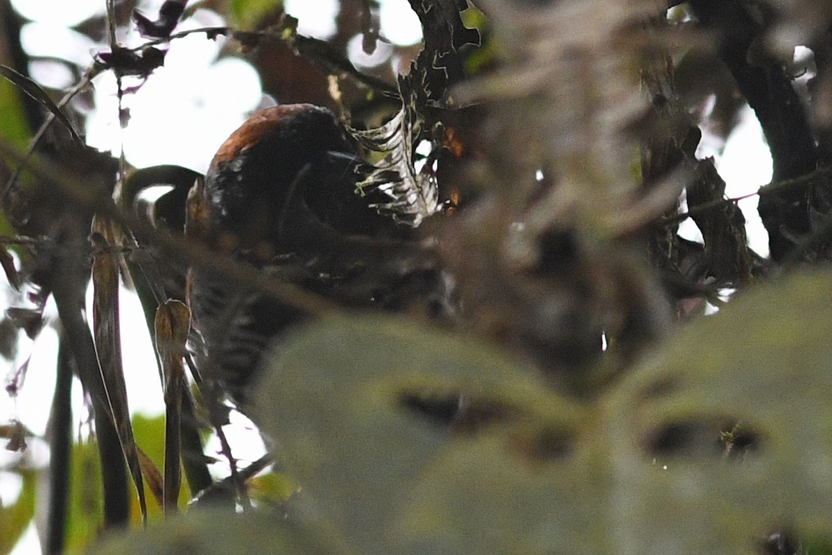 Dusky Spinetail - ML203304581