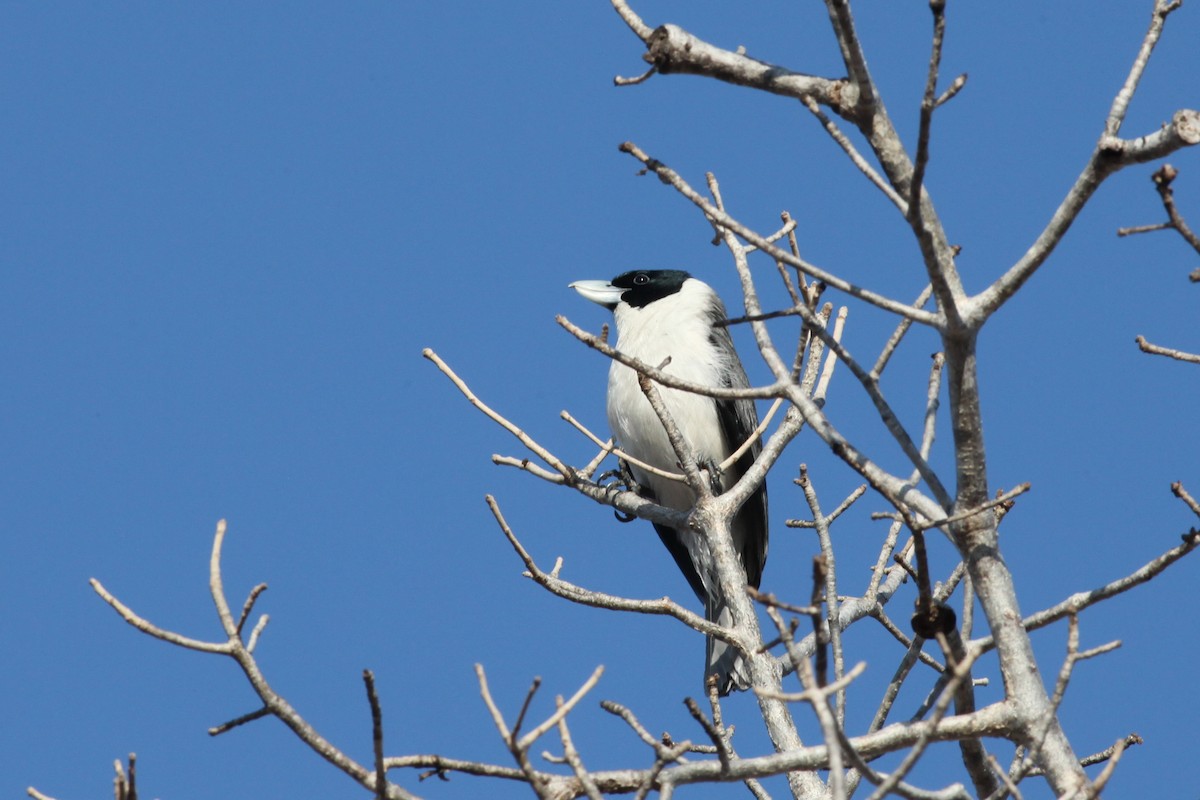 Lafresnaye's Vanga - Scott (瑞興) LIN(林)