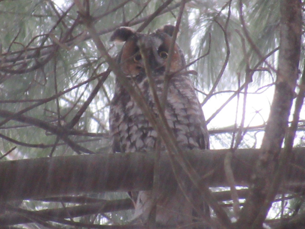 Long-eared Owl - ML203306581