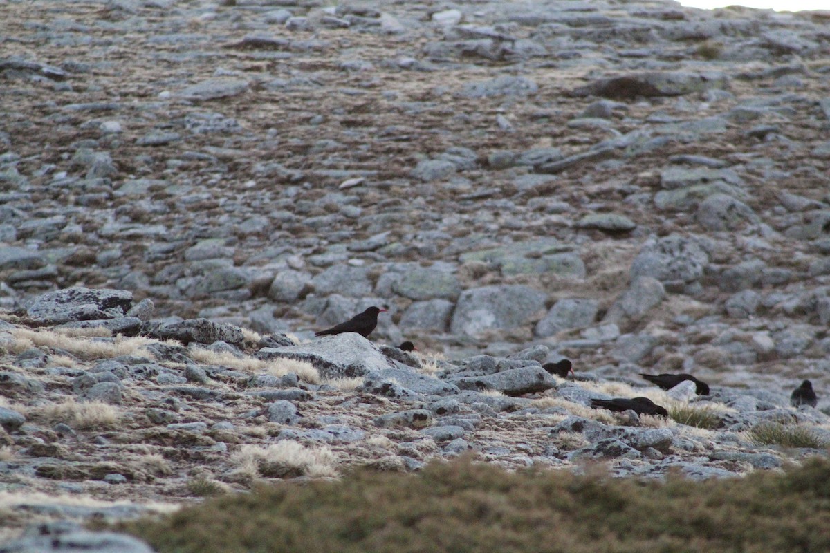 Red-billed Chough - ML203307031