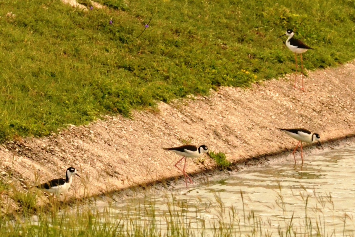 Black-necked Stilt - ML203308121