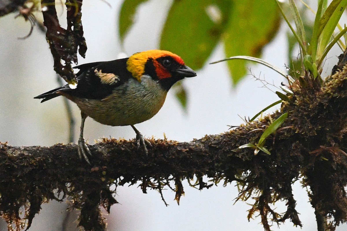 Flame-faced Tanager - ML203308711