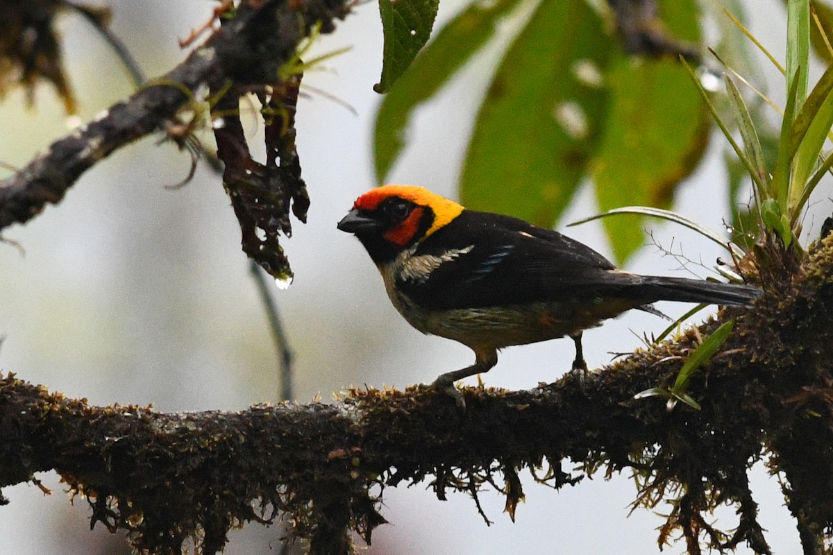 Flame-faced Tanager - ML203308721