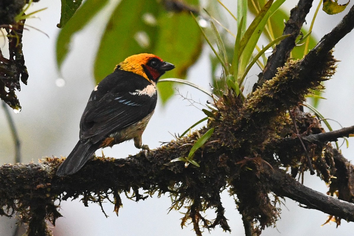 Flame-faced Tanager - ML203308731