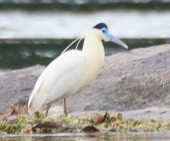 Capped Heron - ML203308911