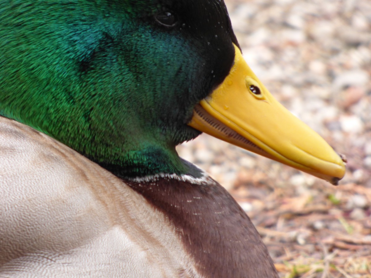 Mallard - Kevin Giles