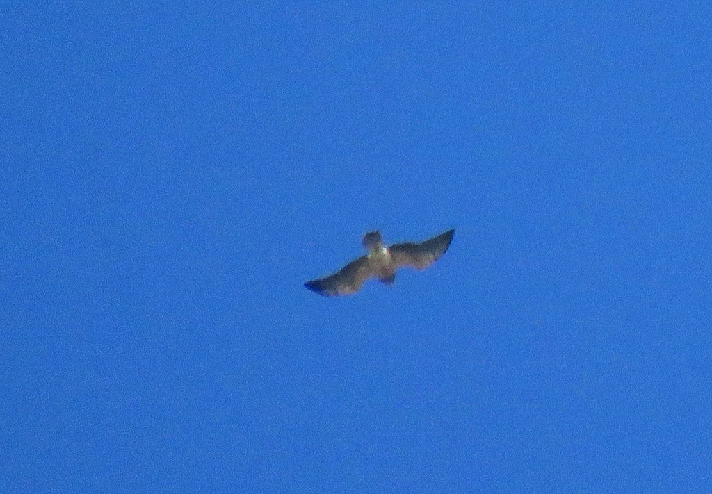 Swainson's Hawk - ML203310131