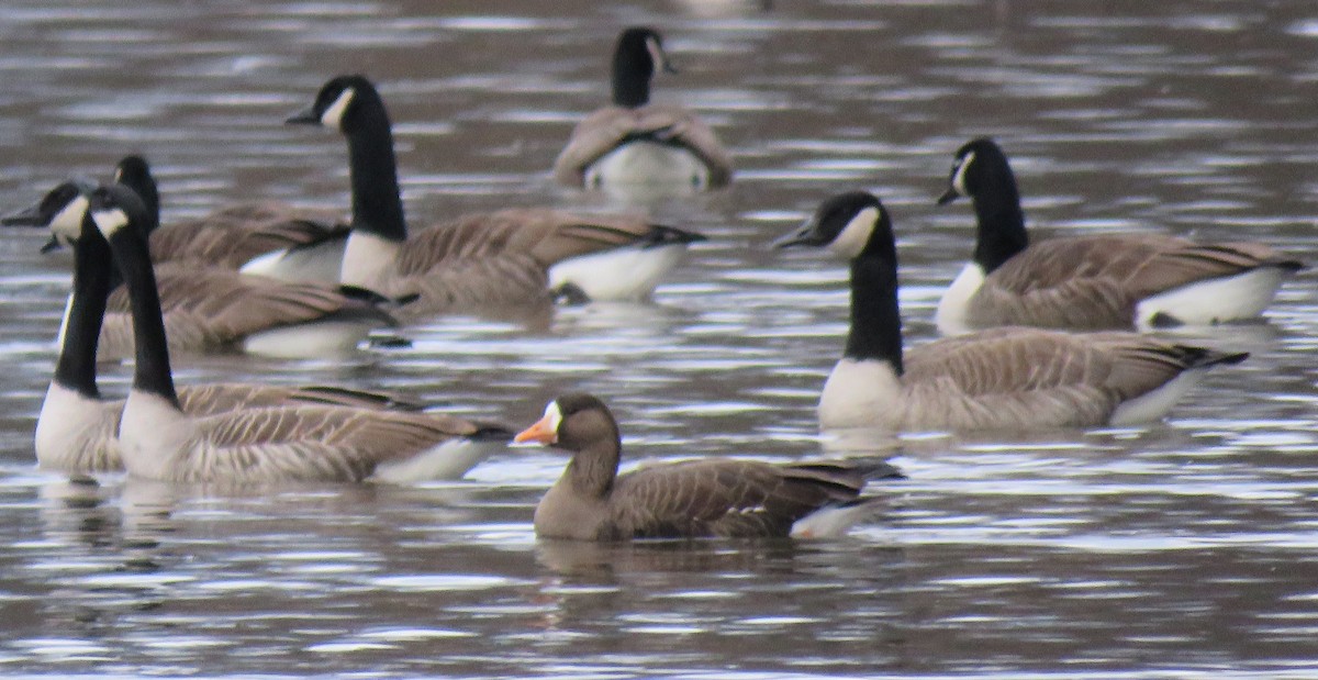 Greater White-fronted Goose - ML203310251