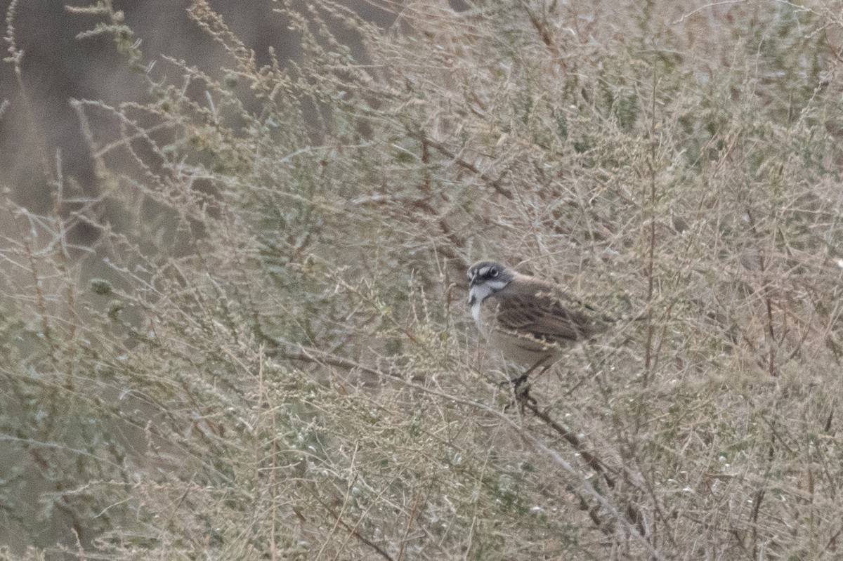 Bell's Sparrow (belli) - ML203310441