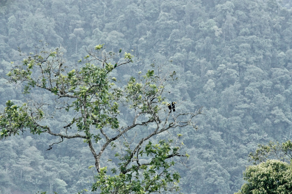 Rose-faced Parrot - ML203310881