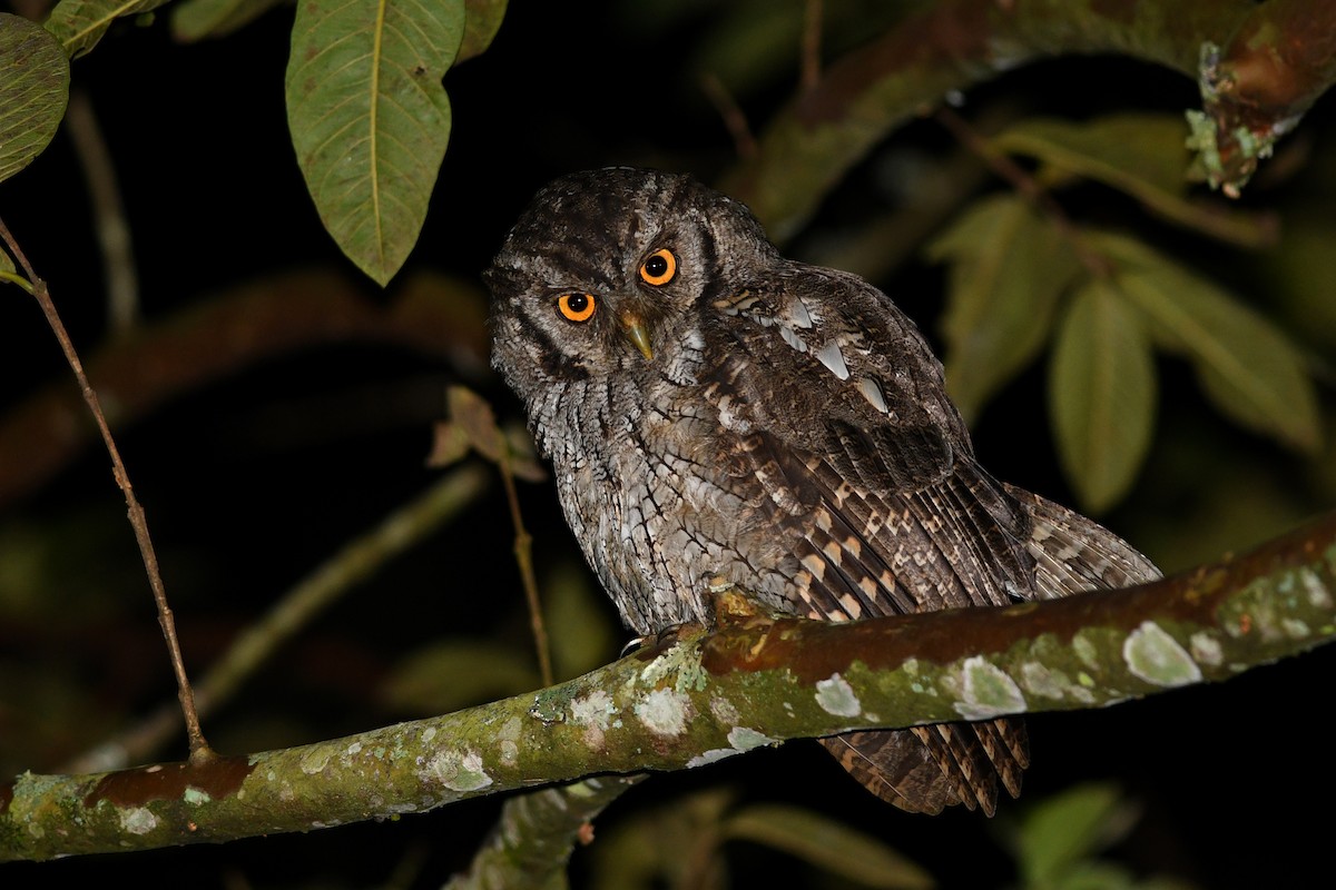Tropical Screech-Owl - ML203310901