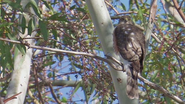 Sharp-shinned Hawk - ML203311031