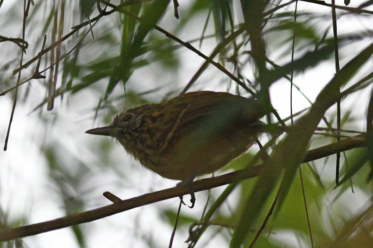 East Andean Antbird - ML203311351