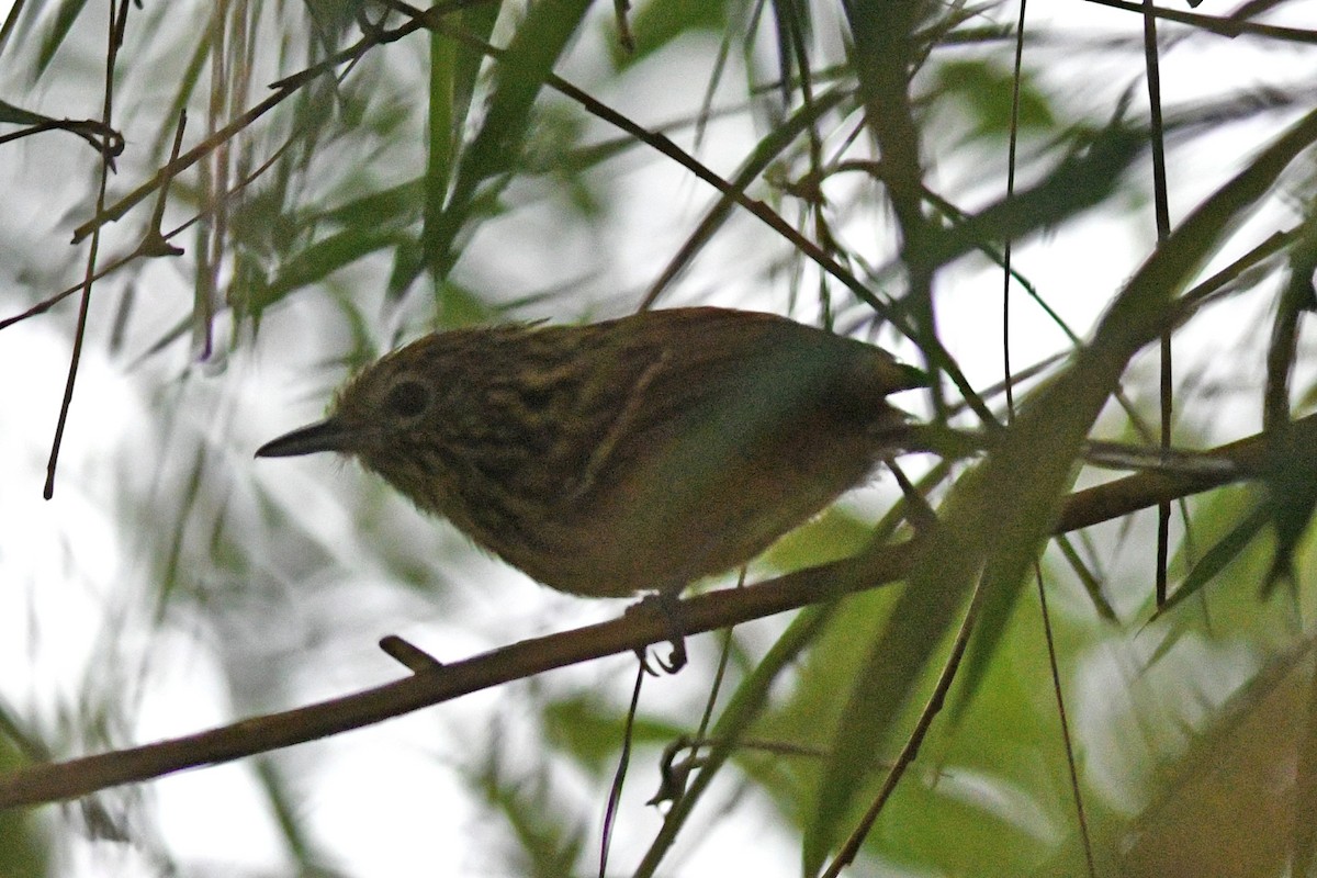 East Andean Antbird - David M. Bell