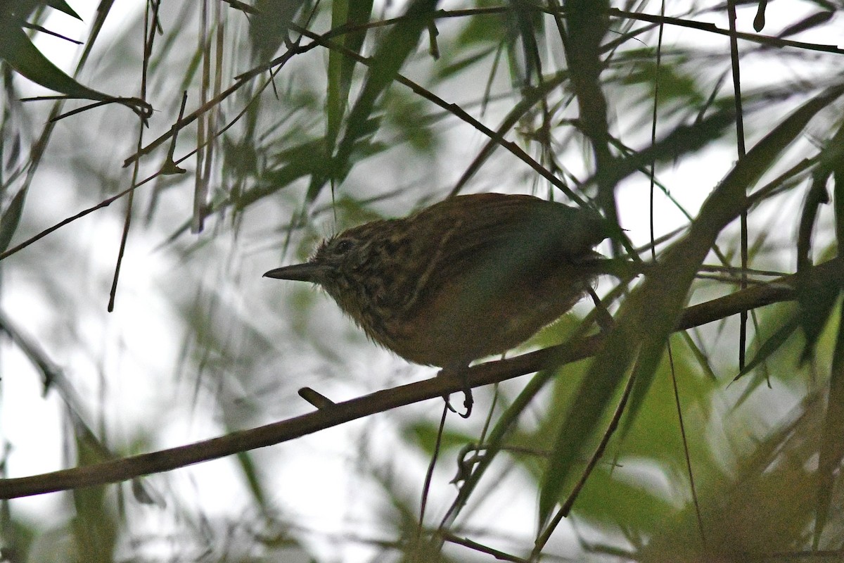 East Andean Antbird - ML203311411