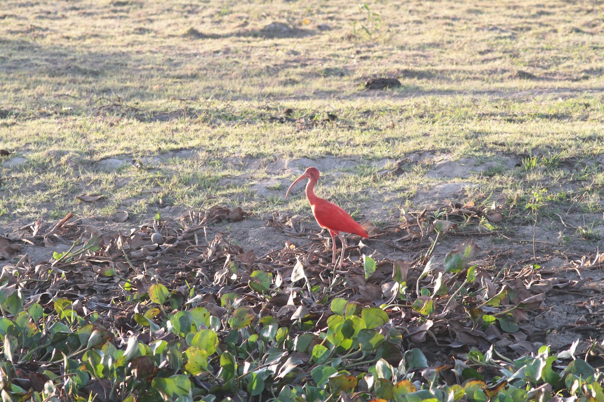 Scarlet Ibis - ML203311521