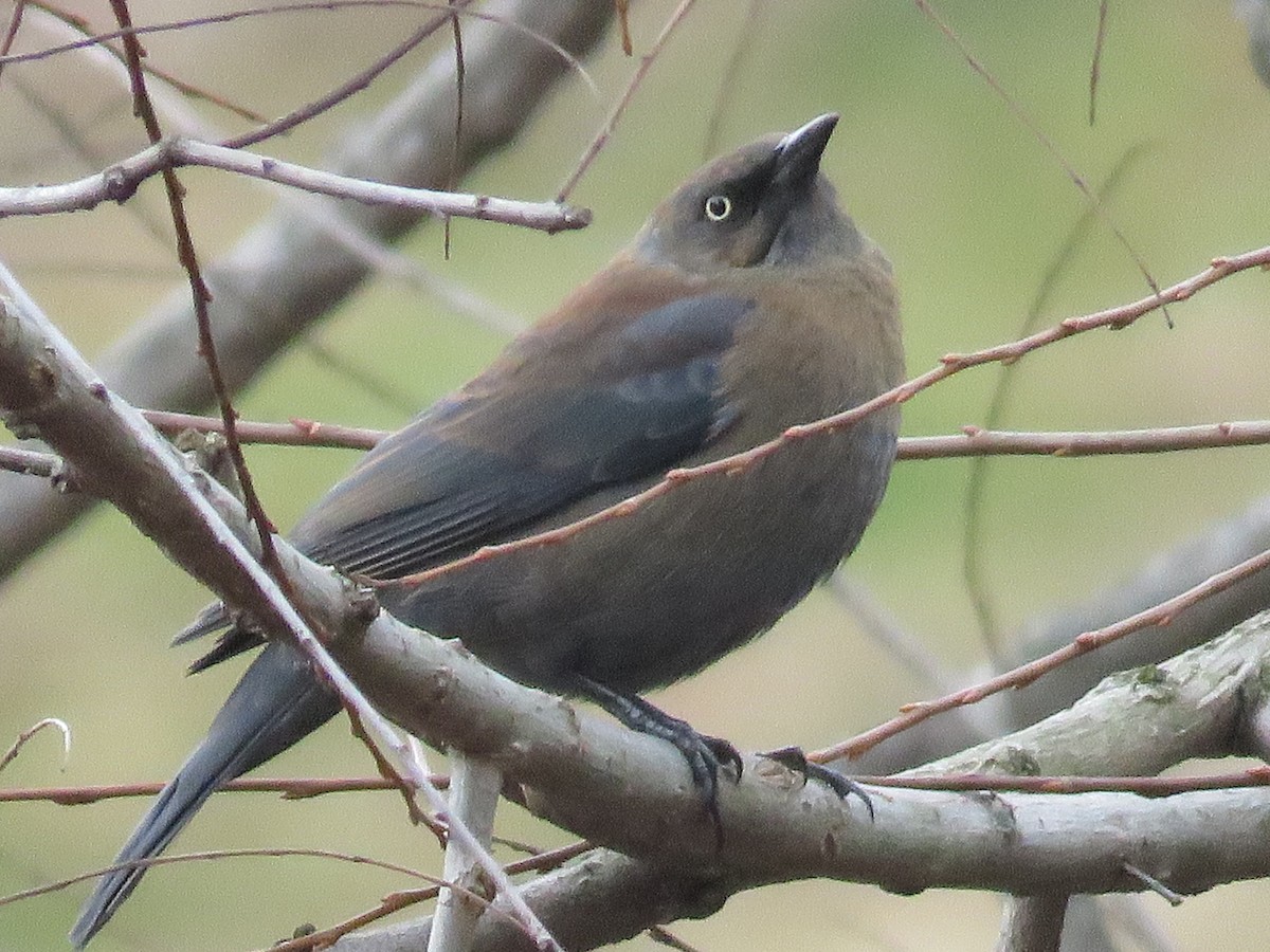 Rusty Blackbird - ML203312141