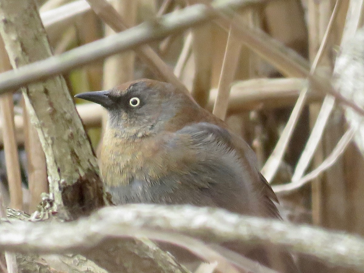 Rusty Blackbird - ML203312191