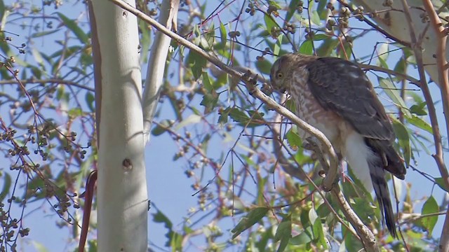 Sharp-shinned Hawk - ML203312351