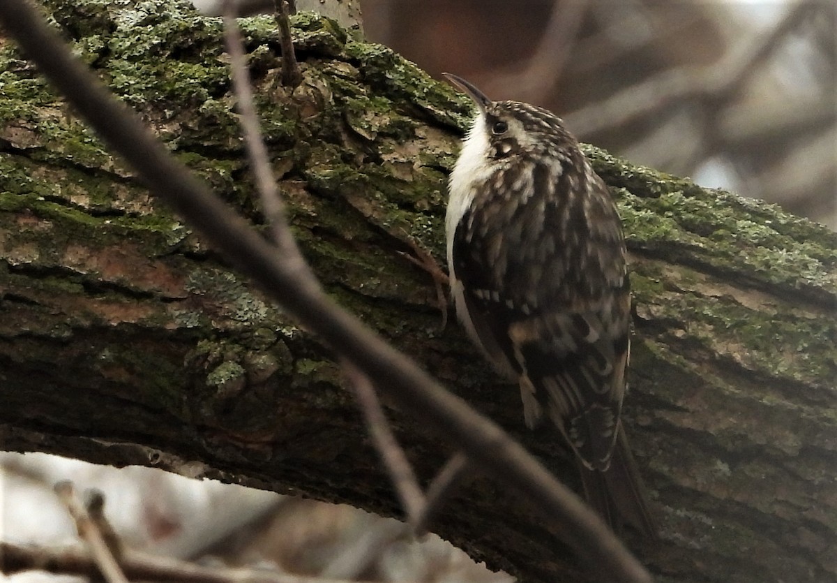 Brown Creeper - Joanne Muis Redwood