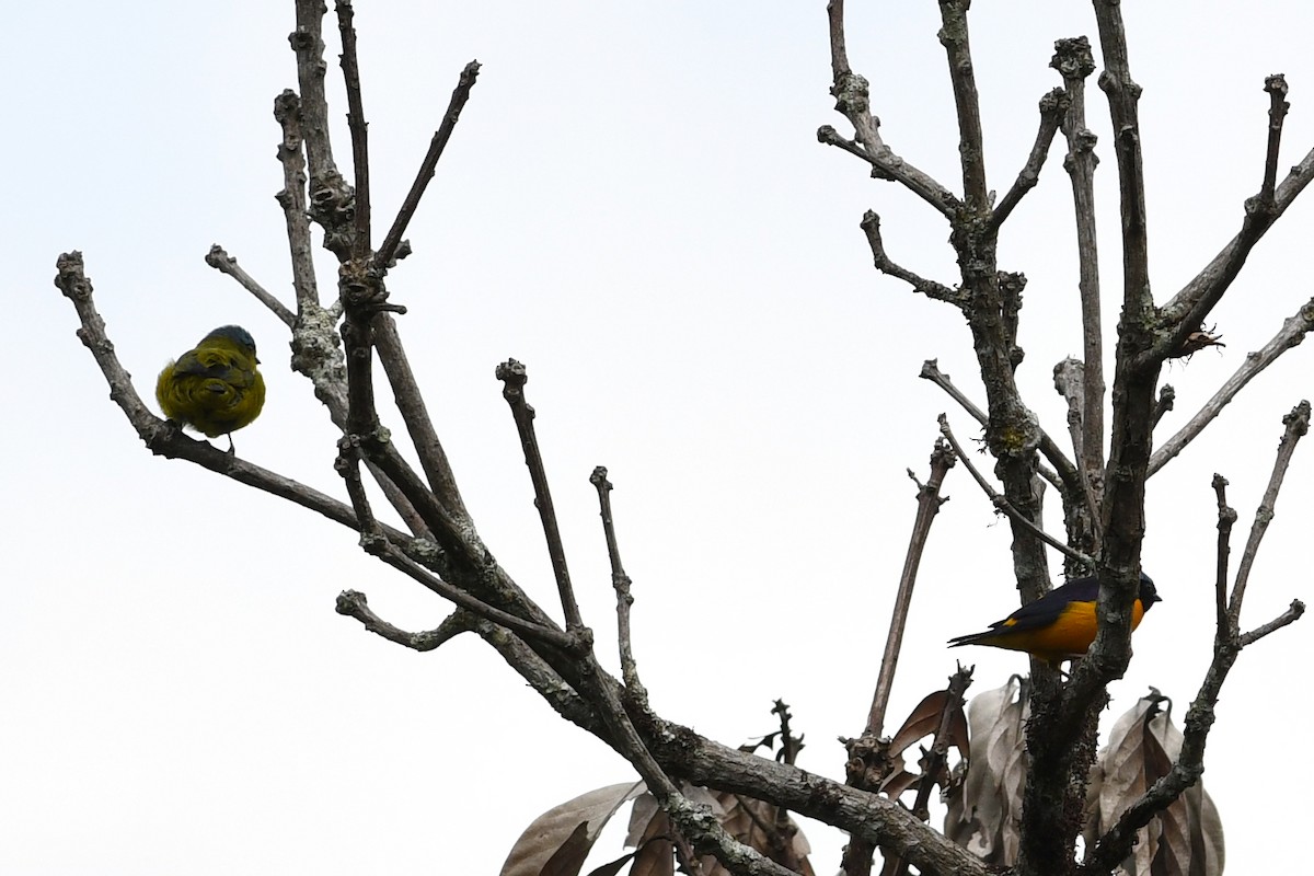 Golden-rumped Euphonia - ML203314431