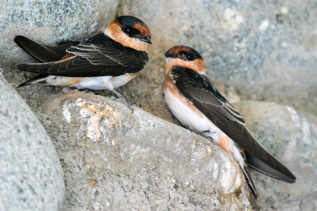 Cave Swallow - Alison Bentley