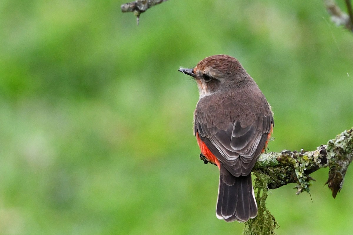 Vermilion Flycatcher - David M. Bell