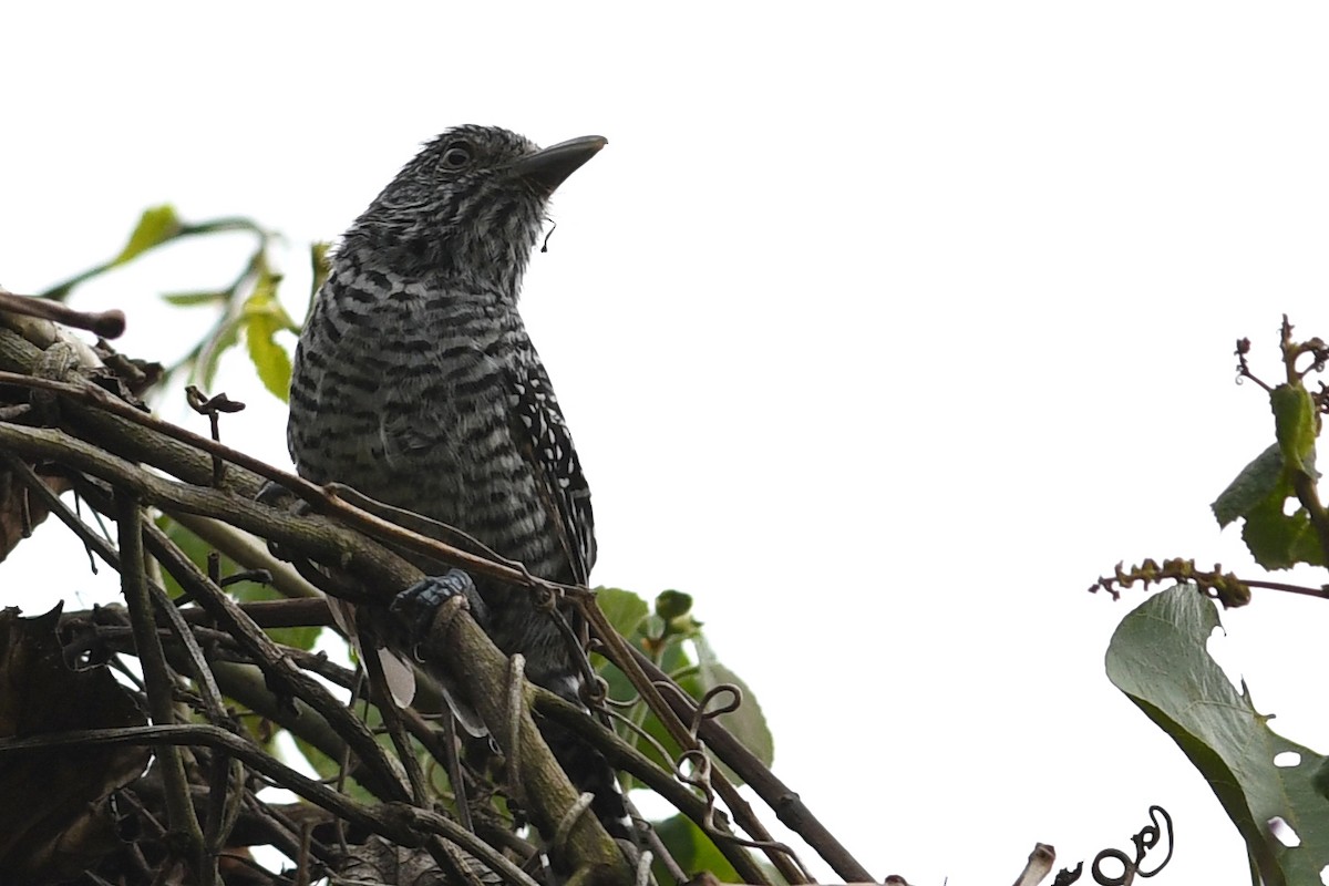 Bar-crested Antshrike - David M. Bell