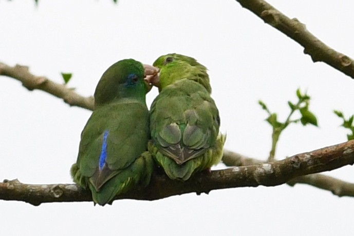 Spectacled Parrotlet - David M. Bell