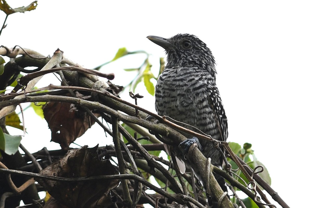 Bar-crested Antshrike - ML203315081