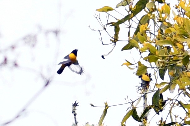 Velvet-fronted Euphonia - David M. Bell