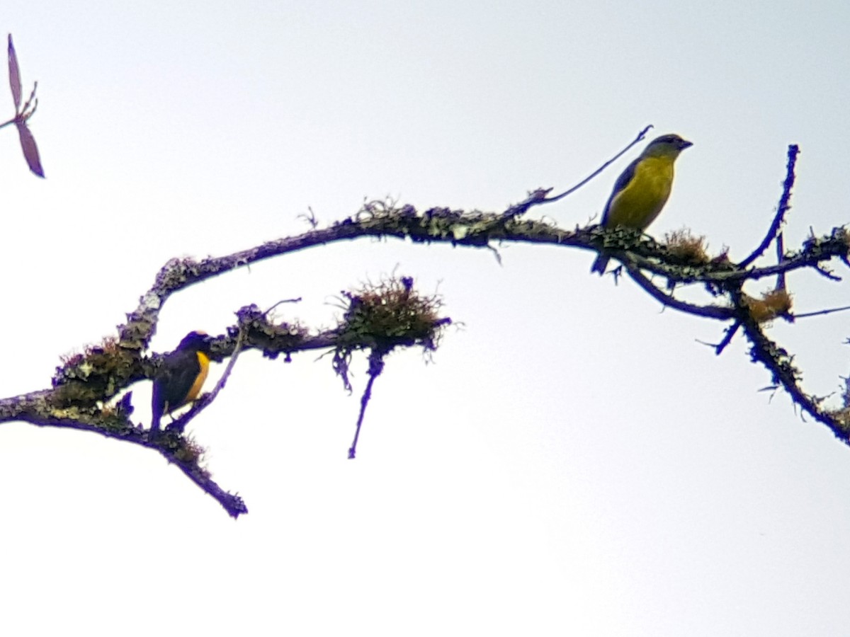 Velvet-fronted Euphonia - David M. Bell