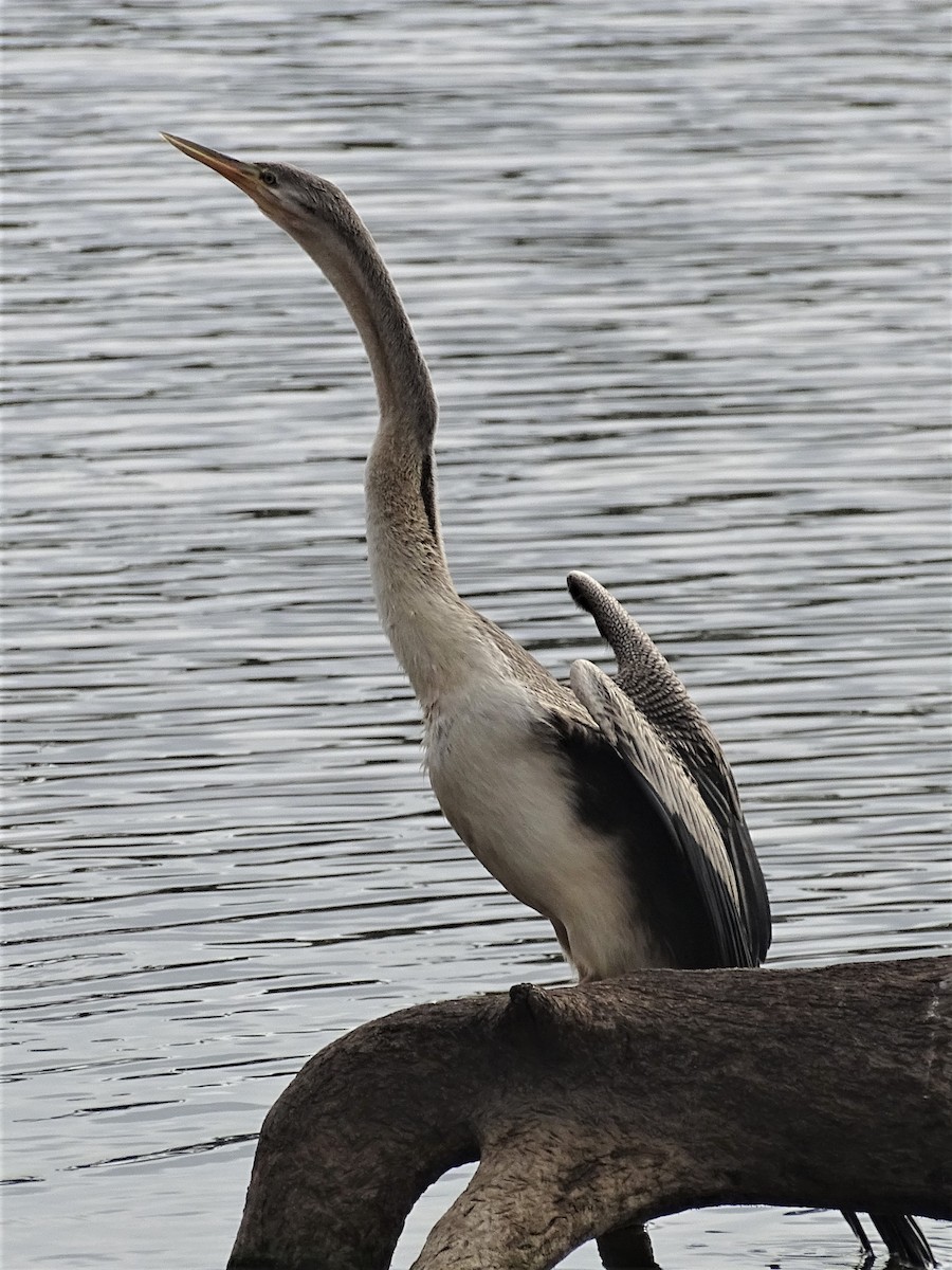 Austral-Schlangenhalsvogel - ML203315611