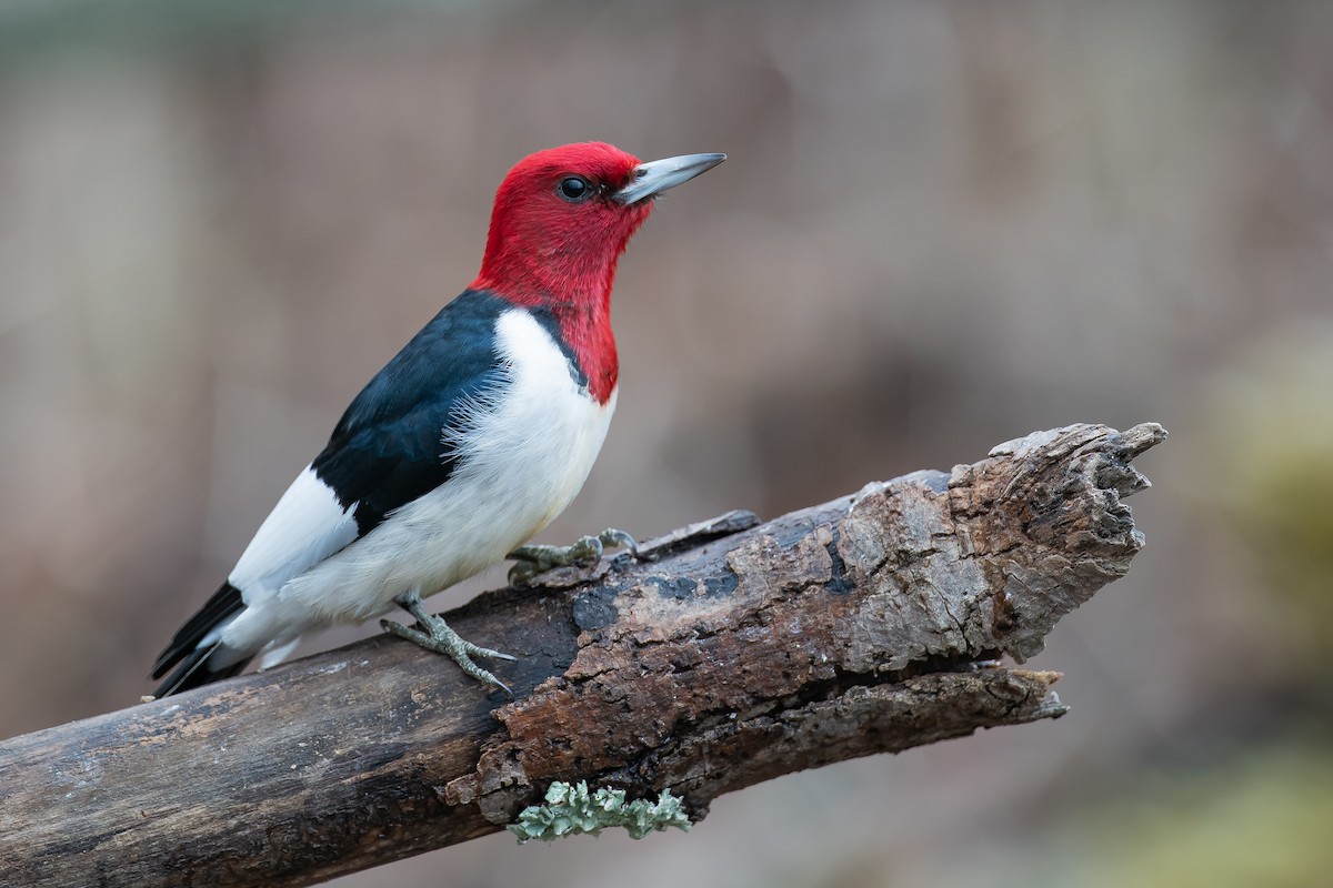 Red-headed Woodpecker - ML203317061