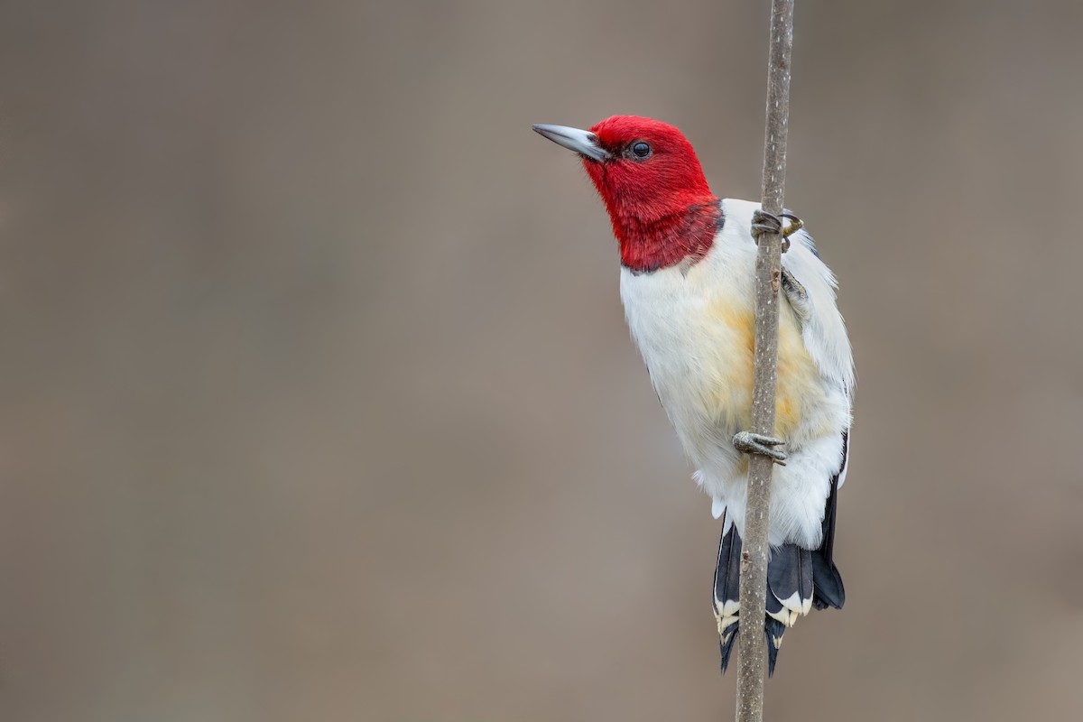 Red-headed Woodpecker - Ryan Sanderson