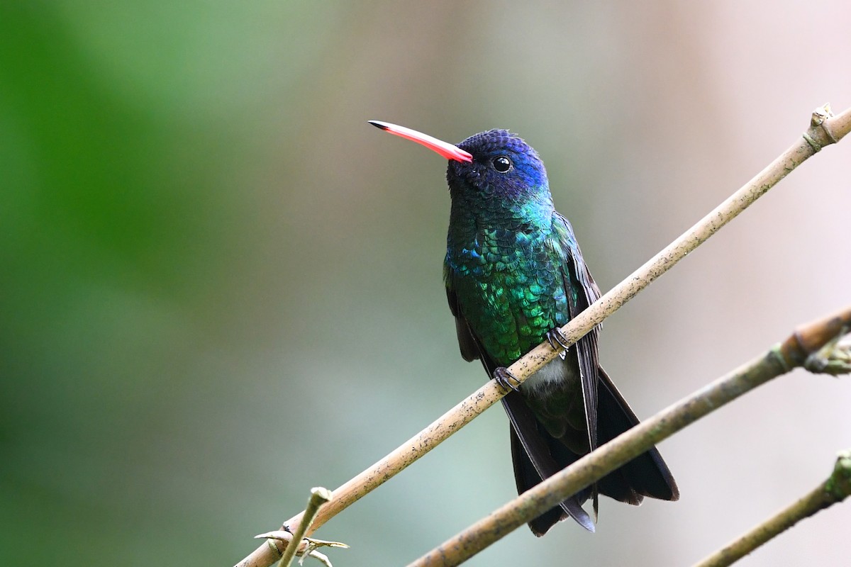 Blue-headed Sapphire - David M. Bell