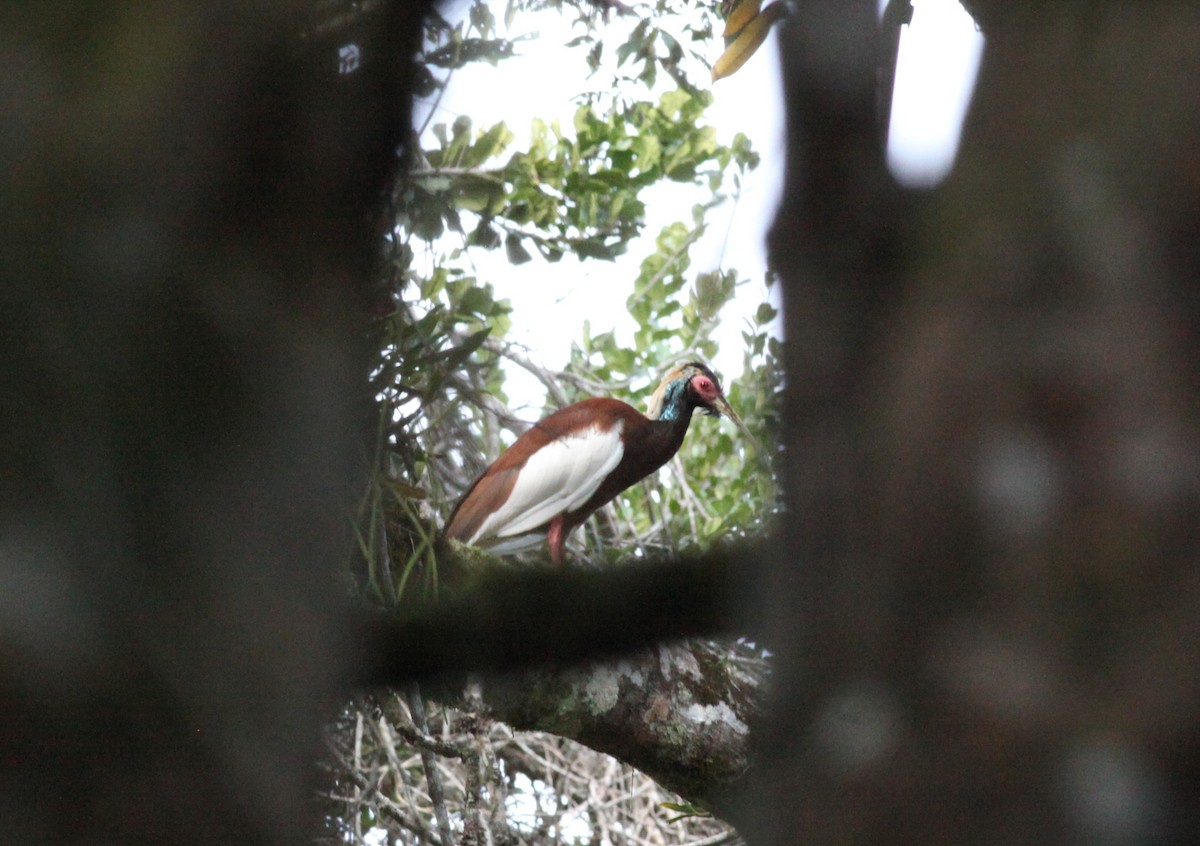 Madagascar Ibis - Scott (瑞興) LIN(林)