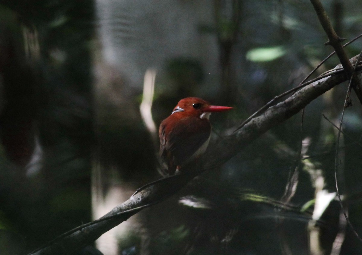 Madagascar Pygmy Kingfisher - Scott (瑞興) LIN(林)
